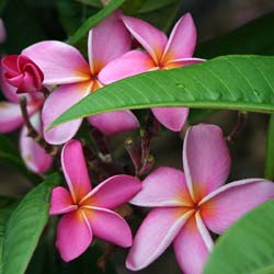 Plumeria rosea